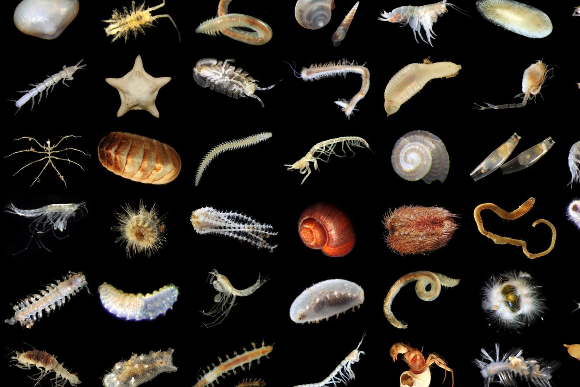 Deep Sea Catalogue Ccz